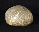Micraster brevis DESOR in AGASSIZ & DESOR 1847 - Bild © FossNet FossilienStore